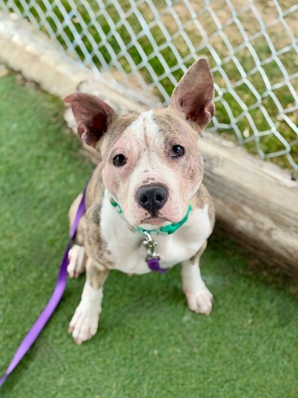 Picture of the Animal Listed